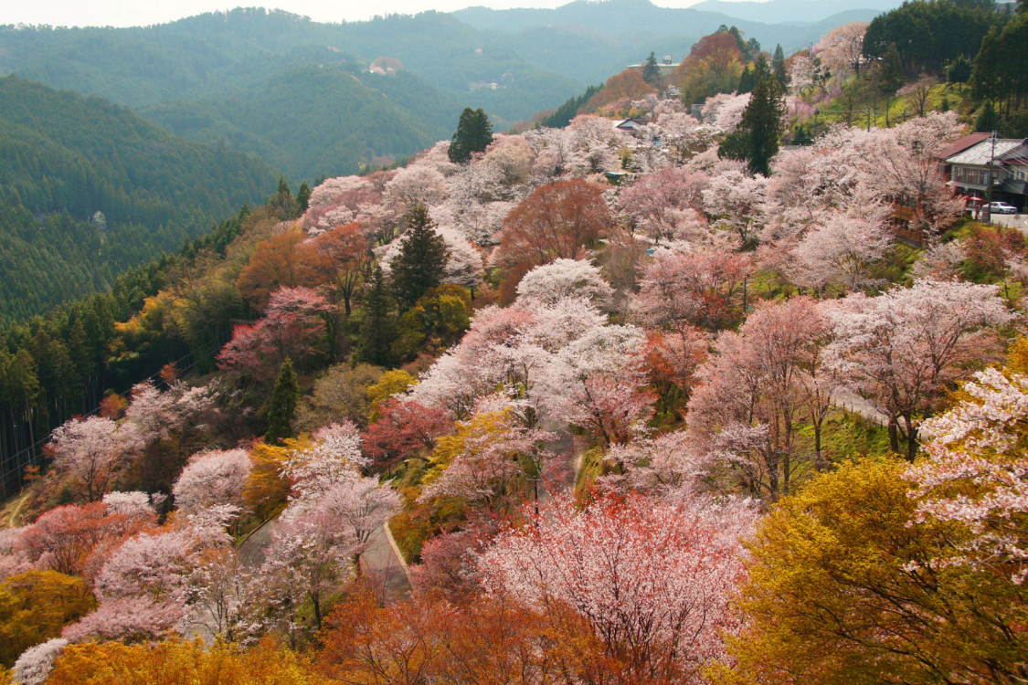 世界遗产 吉野山 图像